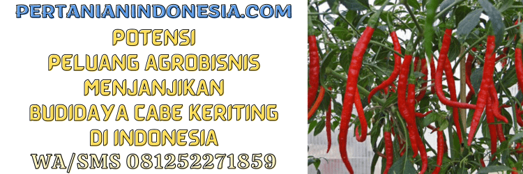 potensi,peluang,agrobisnis,agribisnis,budidaya,pertanian indonesia